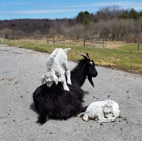Farm & Goat Photos