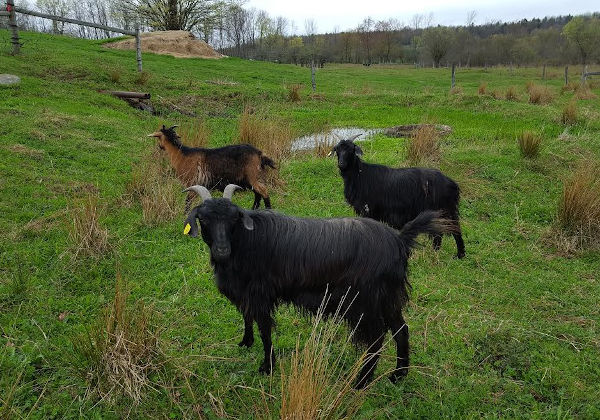 Farm & Goat Photos